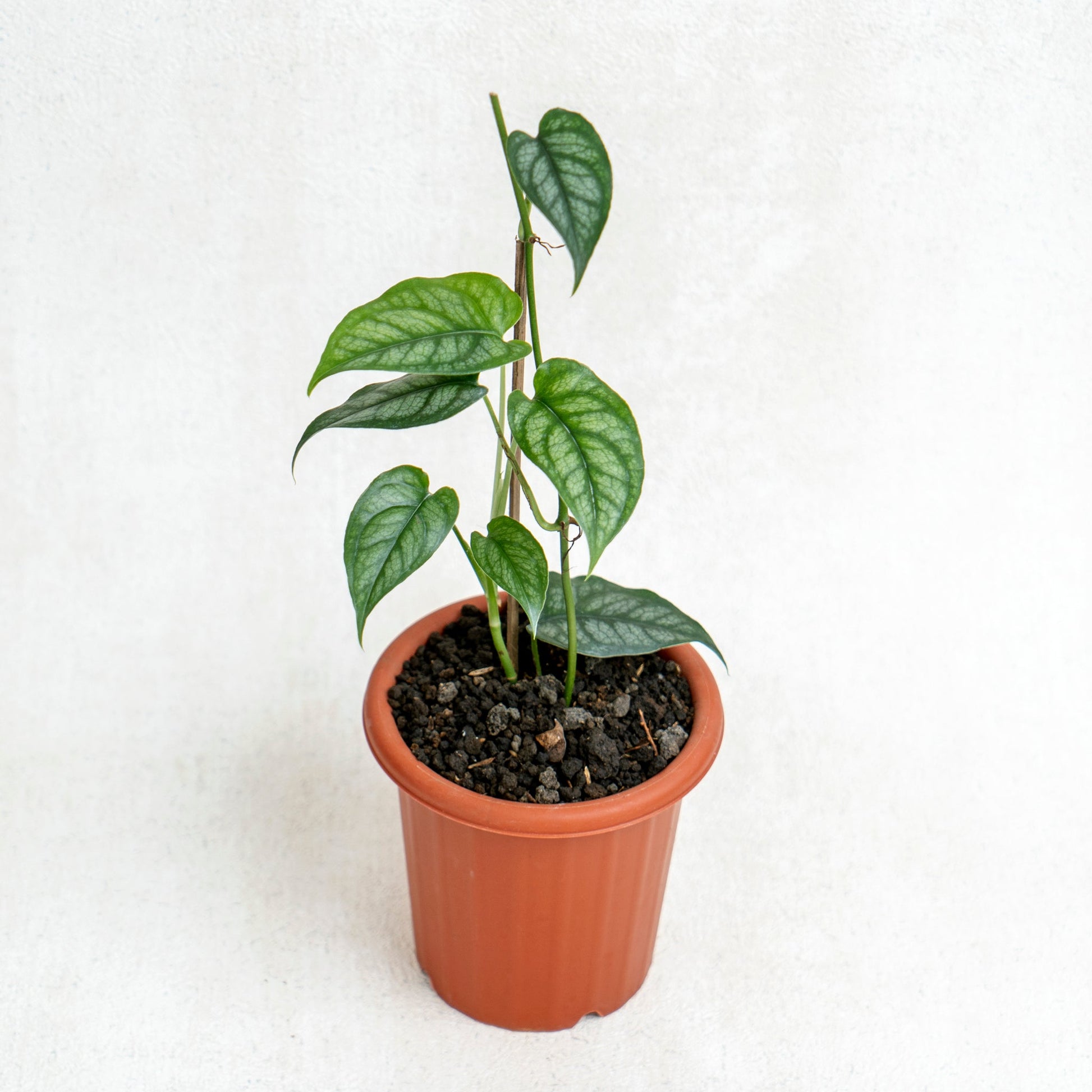 Monstera Siltepecana - Indonesian Rare Plants