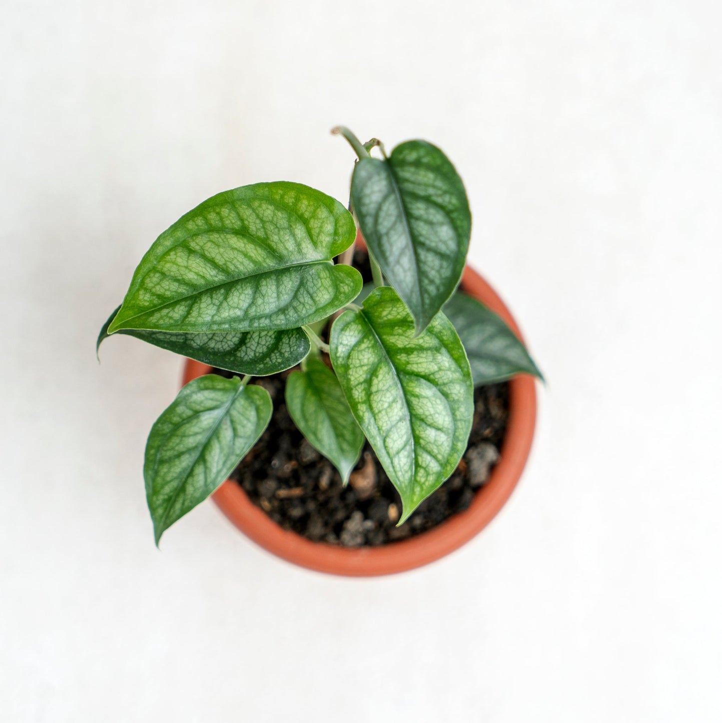 Monstera Siltepecana