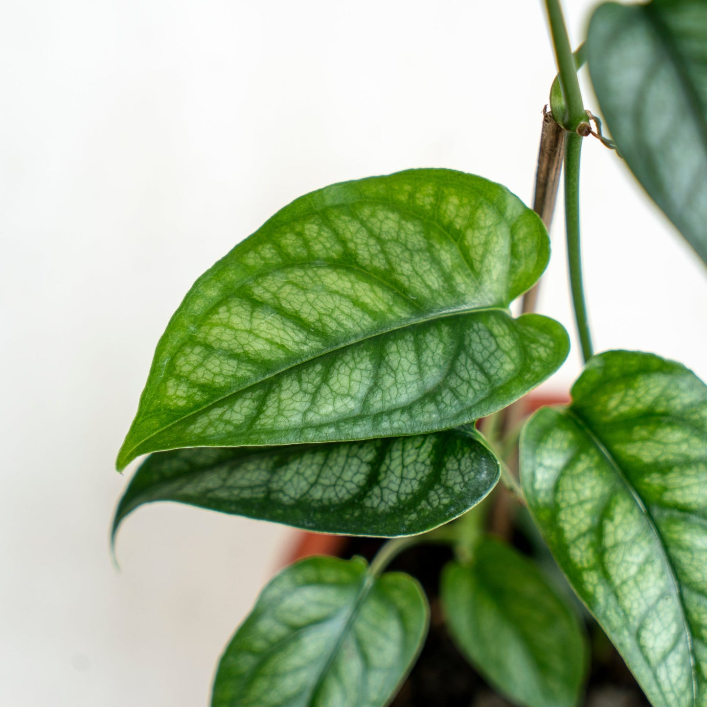 Monstera Siltepecana