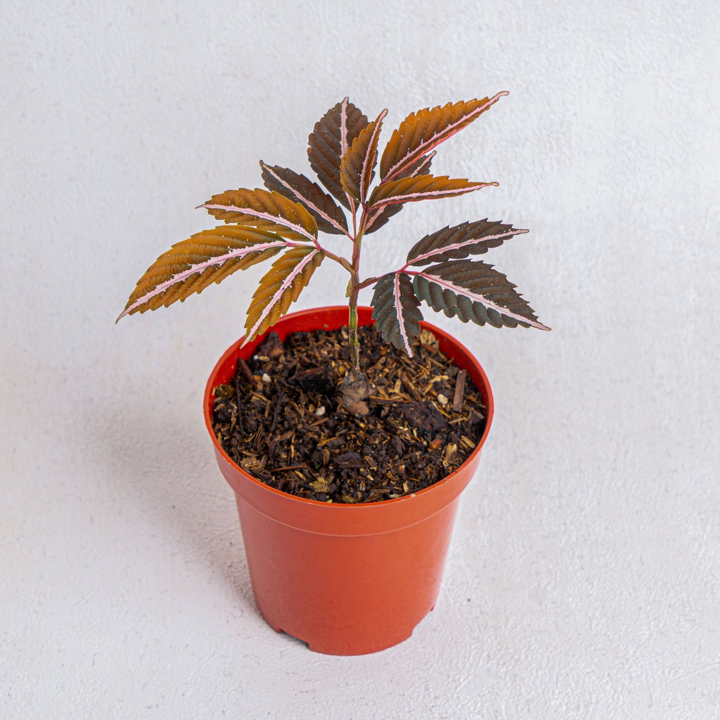 Leea Amabilis - Indonesian Rare Plants