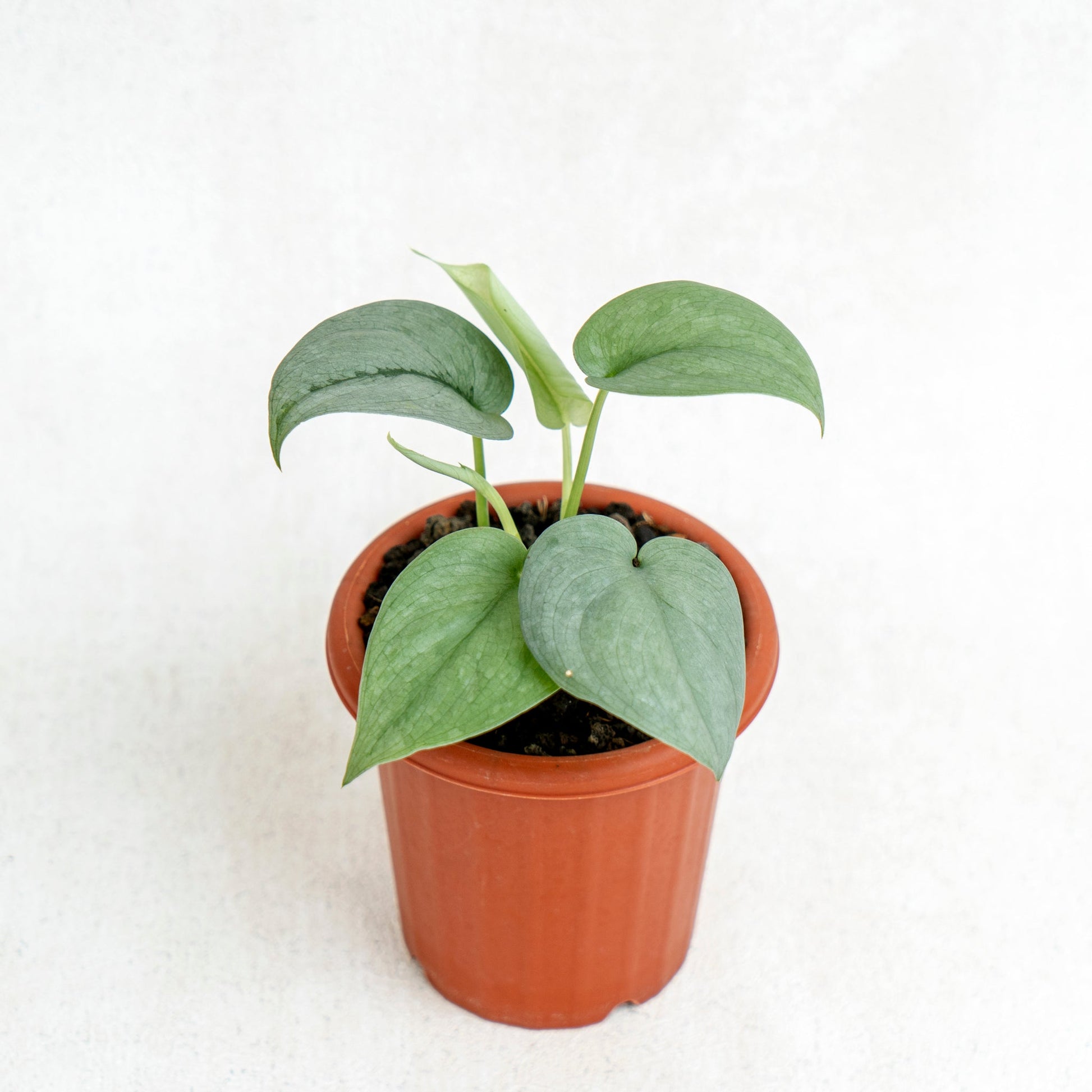 Scindapsus Silver Platinum - Indonesian Rare Plants