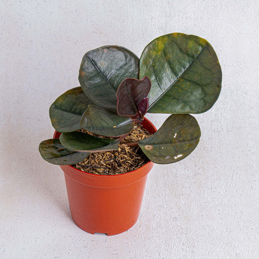 Labisia Black SP Sekadau - Indonesian Rare Plants