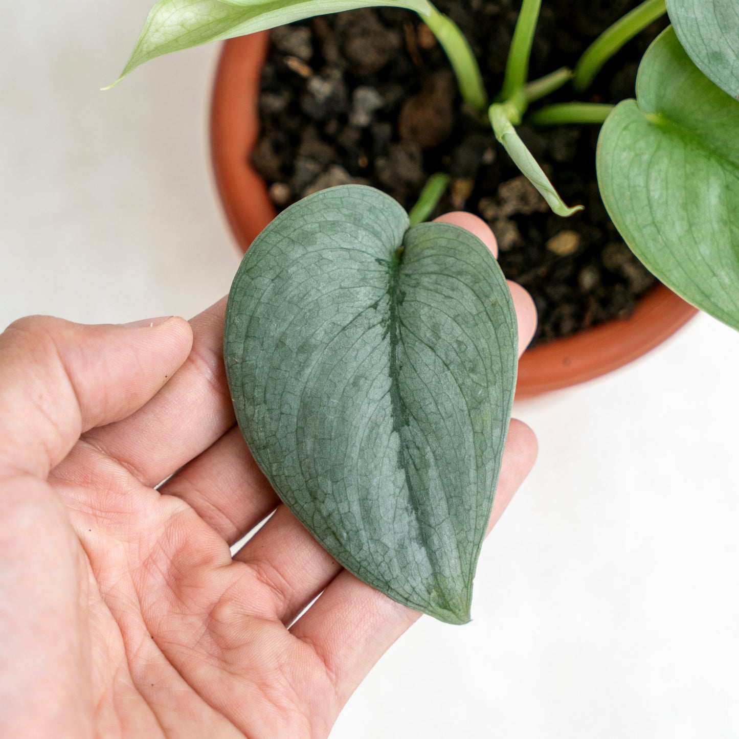 Scindapsus Silver Platinum