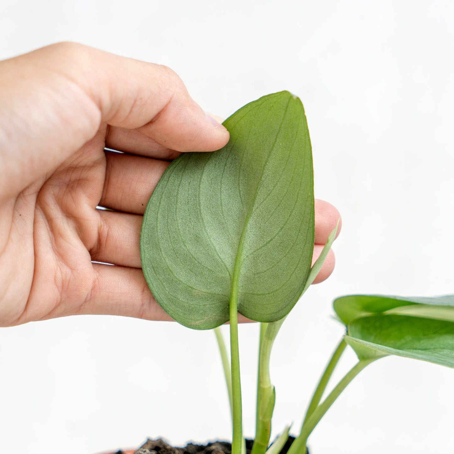 Scindapsus Silver Platinum