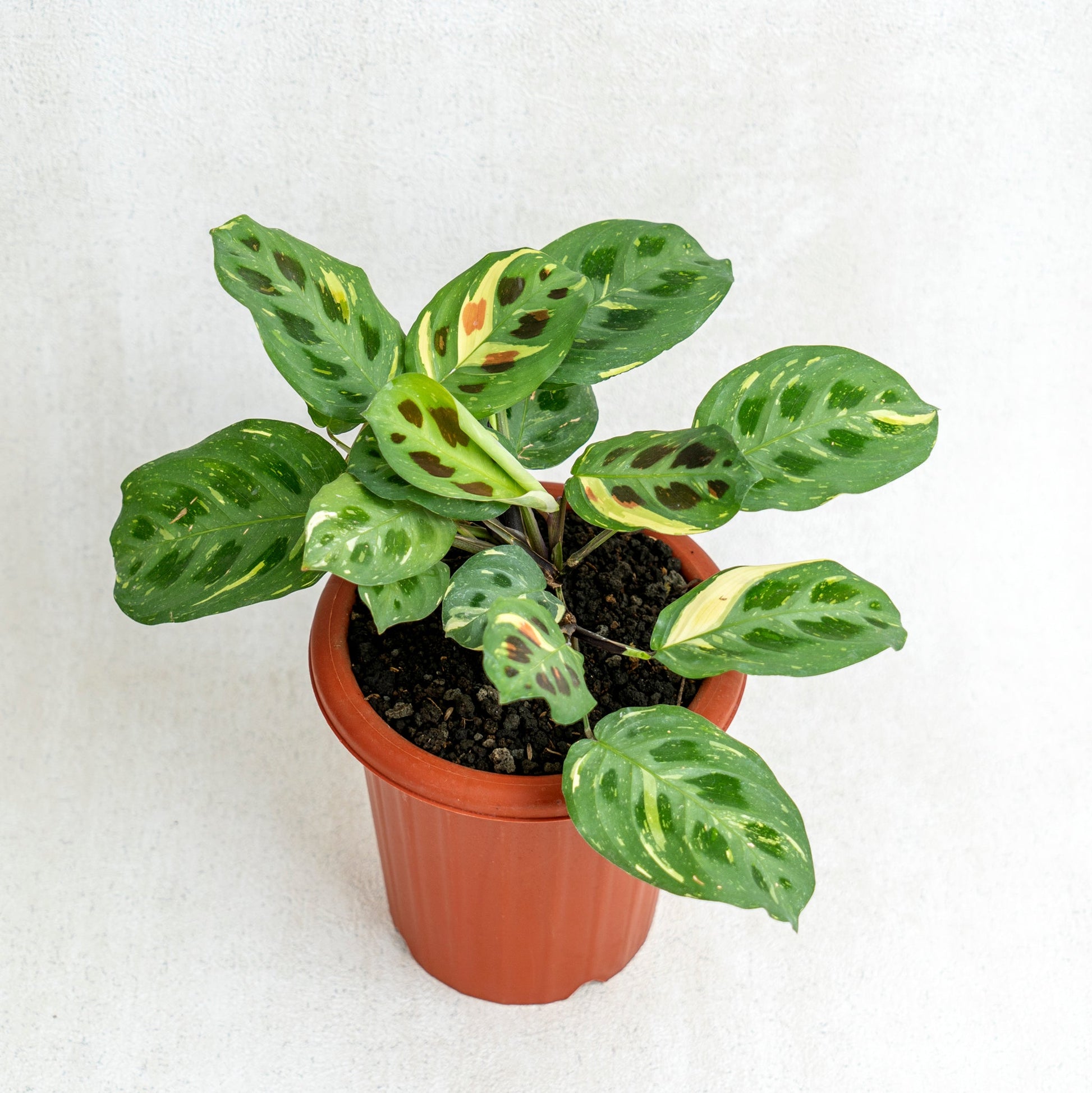 Calathea Butterfly Variegated - Indonesian Rare Plants