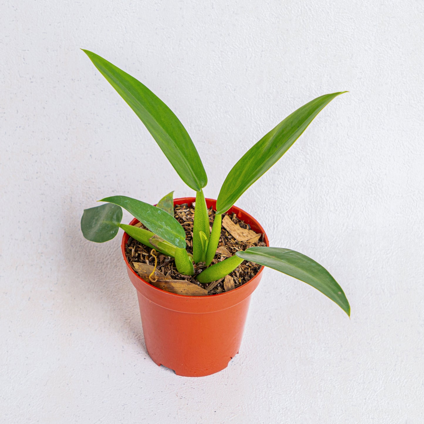 Philodendron Martianum - Indonesian Rare Plants