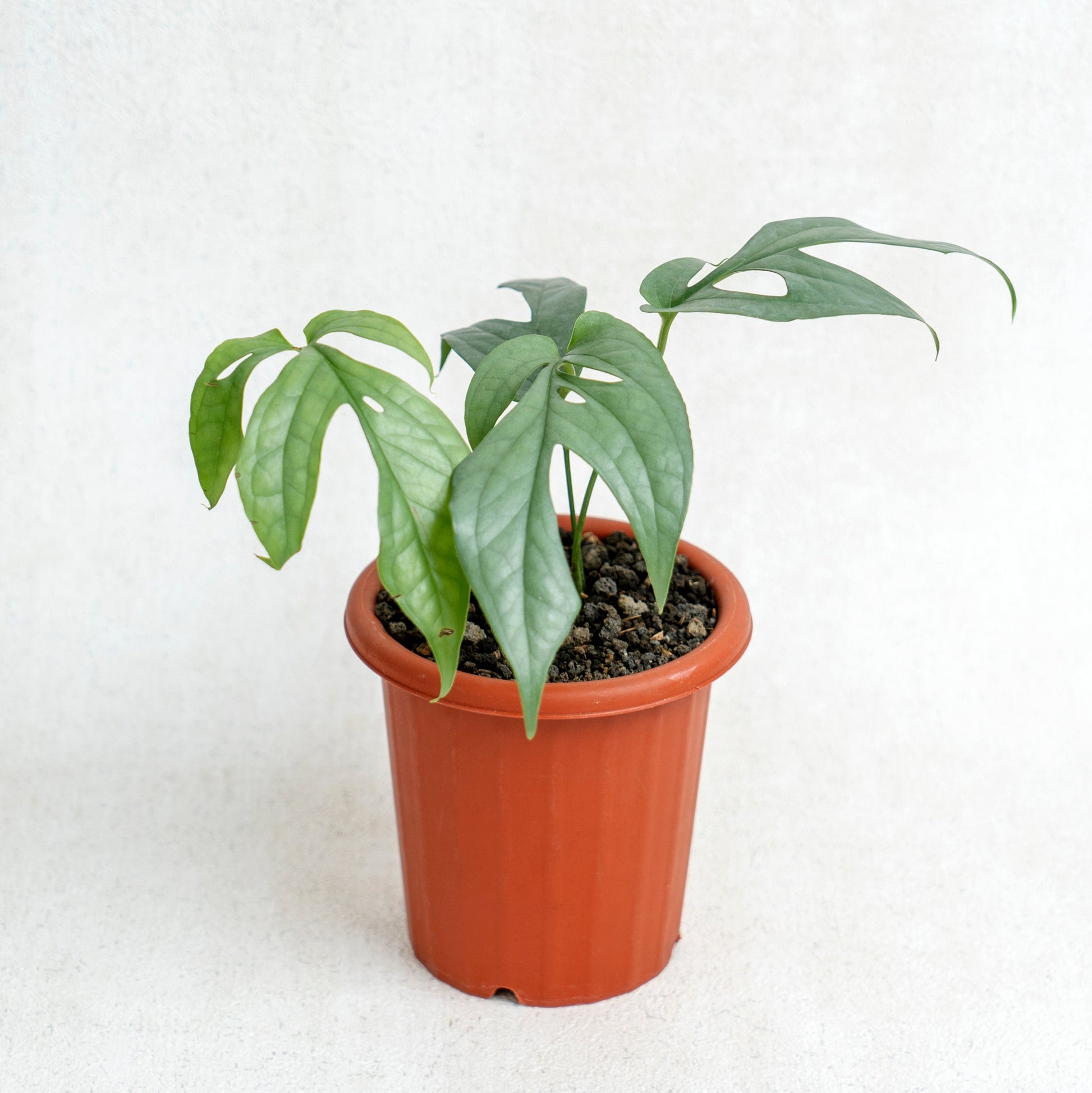 Amydrium Silver - Indonesian Rare Plants