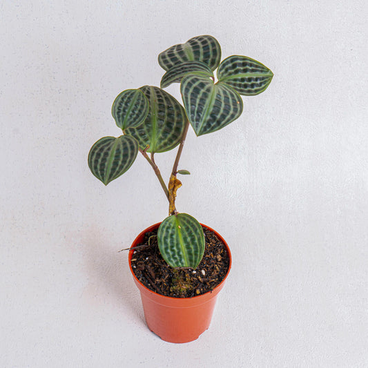 Geogenanthus Poeppigii - Indonesian Rare Plants
