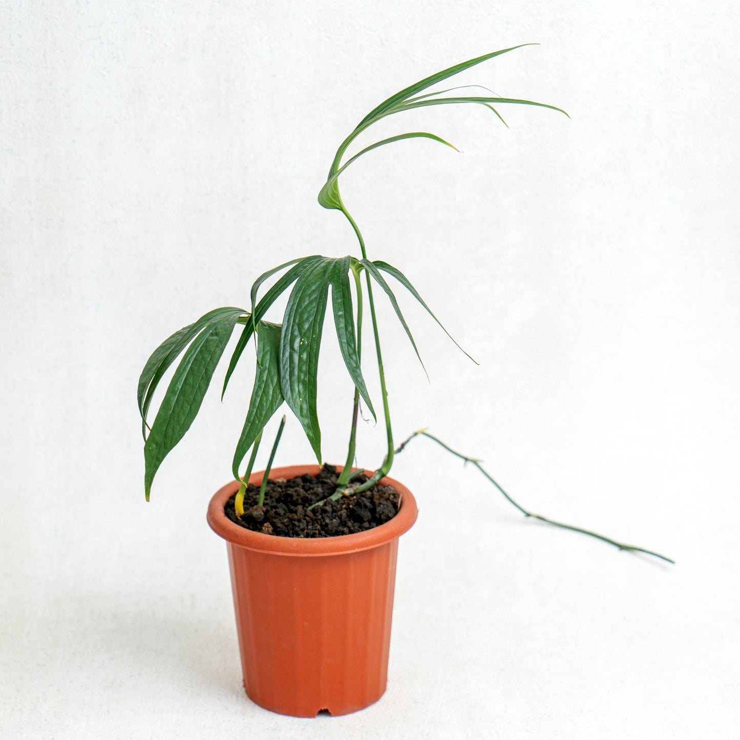 Amydrium Zipellianum - Indonesian Rare Plants