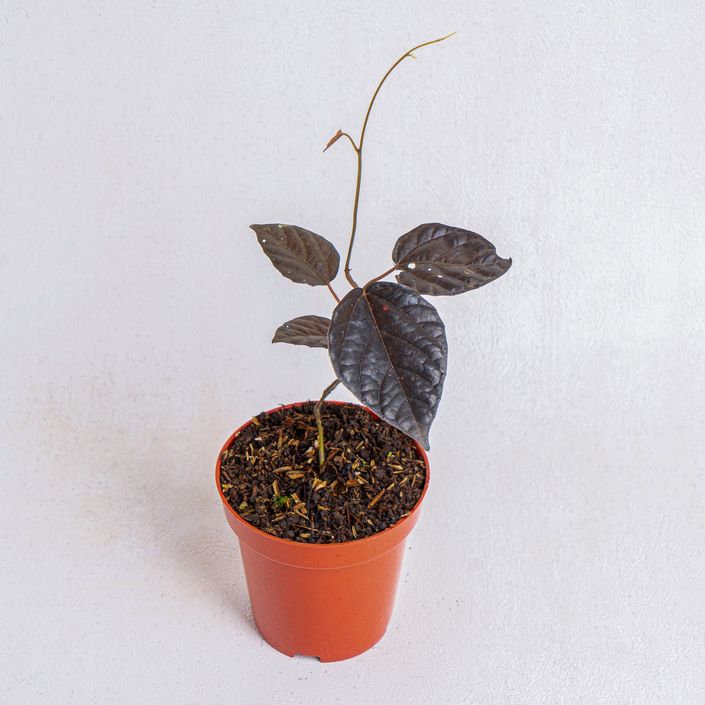 Piper Jungle Black - Indonesian Rare Plants