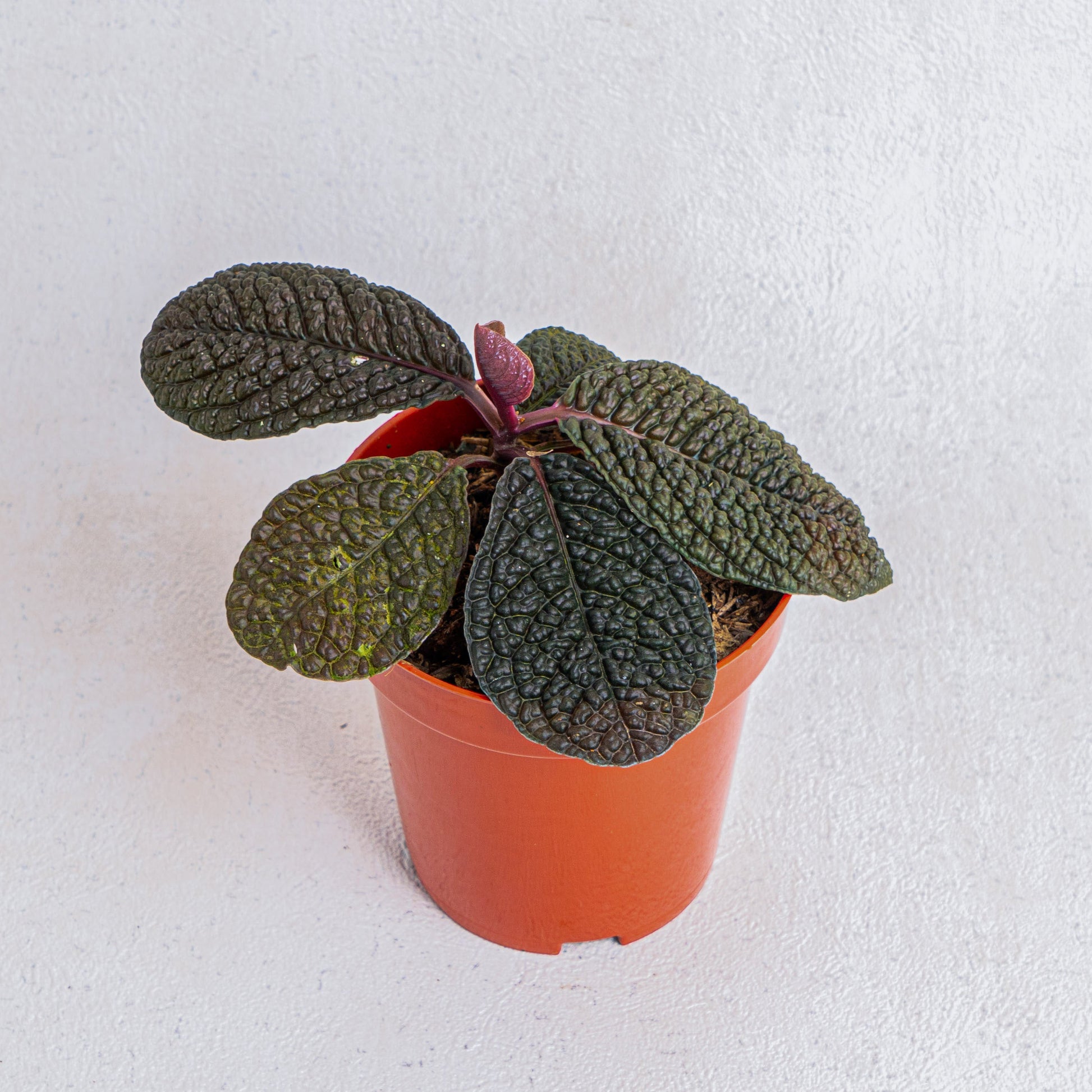 Labisia Dino Skin - Indonesian Rare Plants
