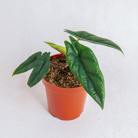Alocasia Scalfrum - Indonesian Rare Plants