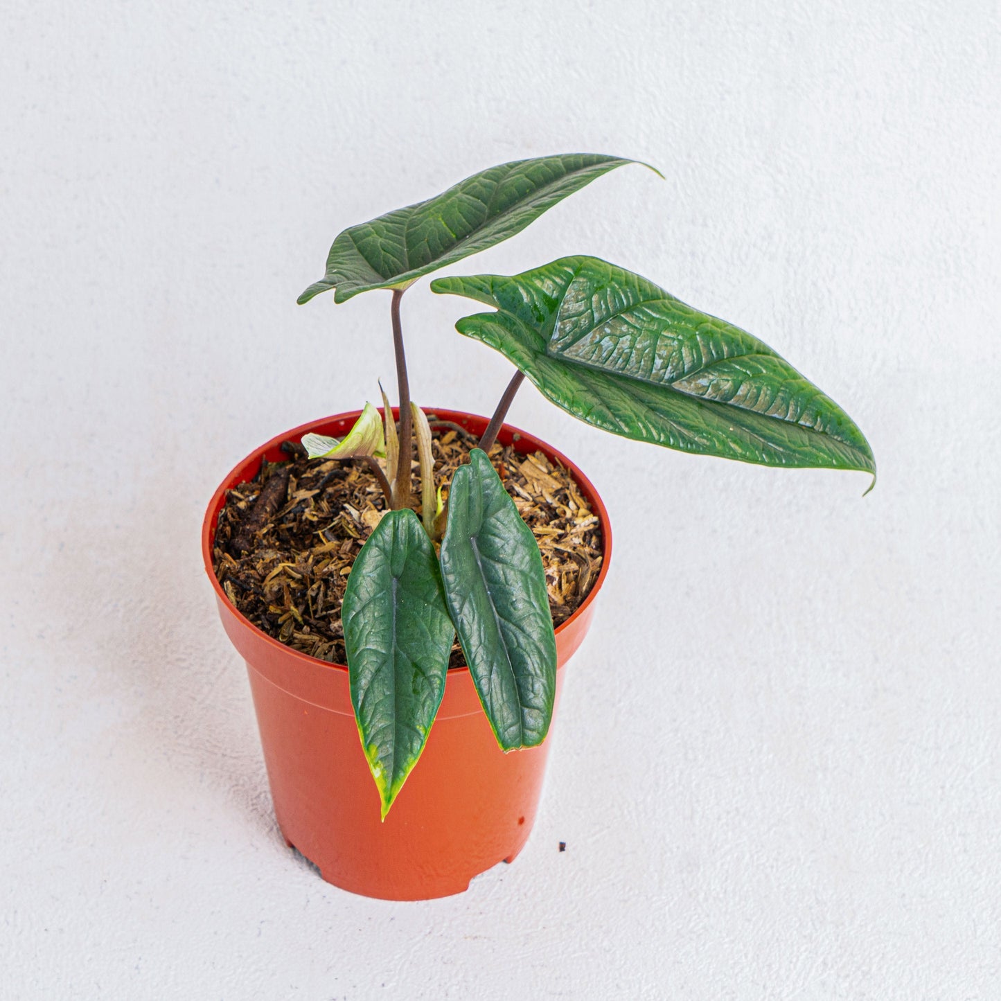 Alocasia Scalfrum