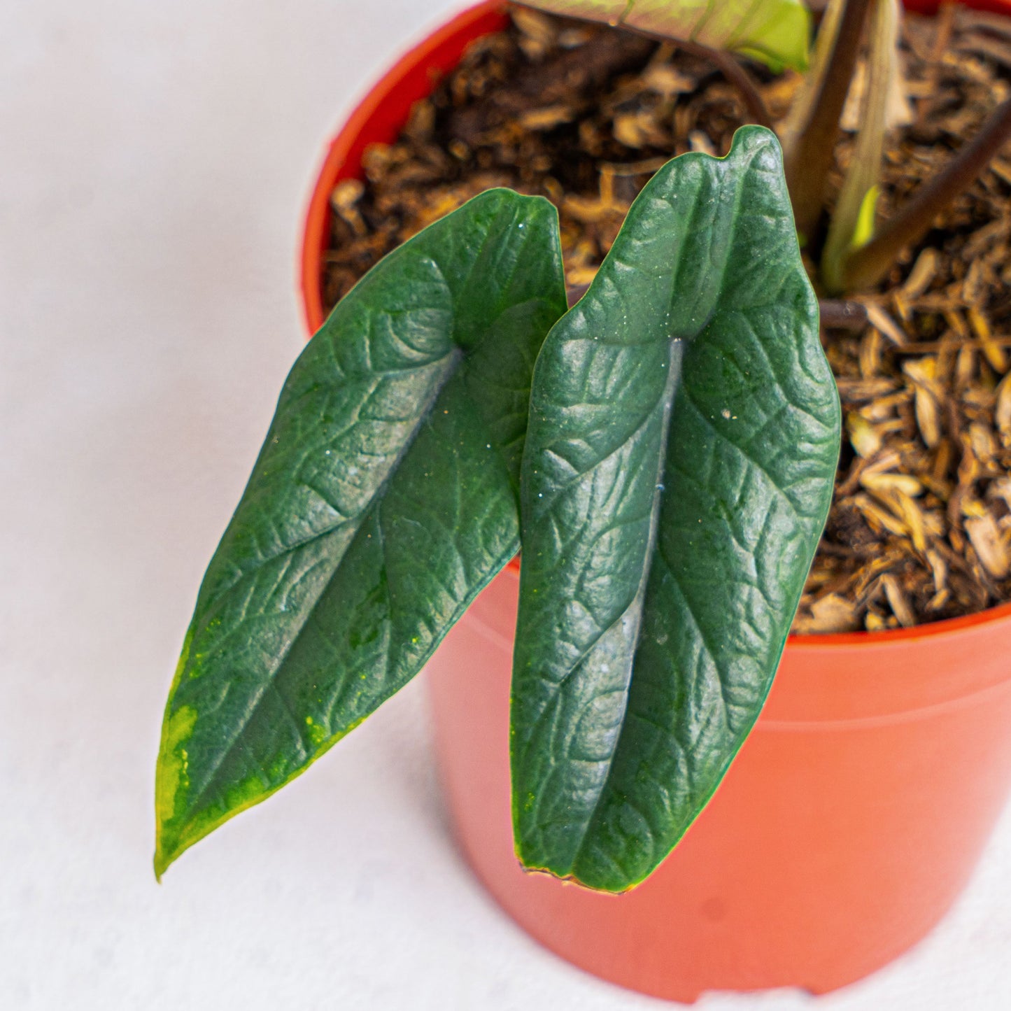 Alocasia Scalfrum