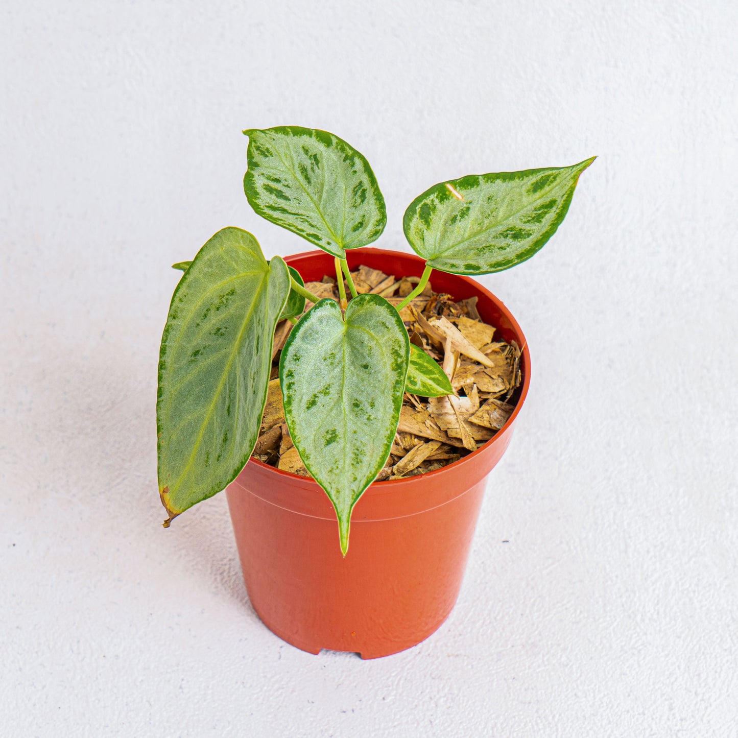 Anthurium Silver Chrome - Indonesian Rare Plants