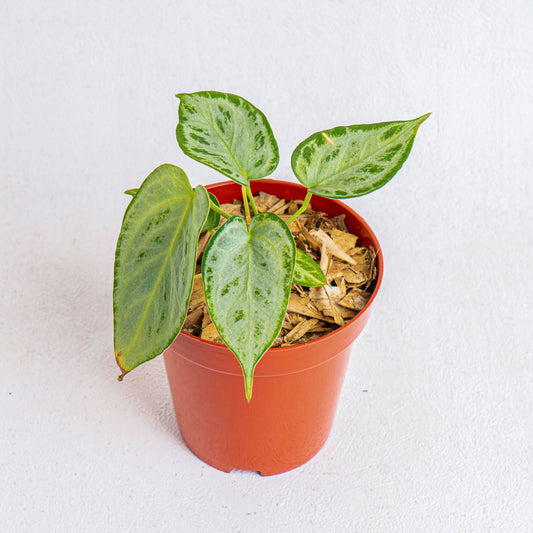 Anthurium Silver Chrome - Indonesian Rare Plants