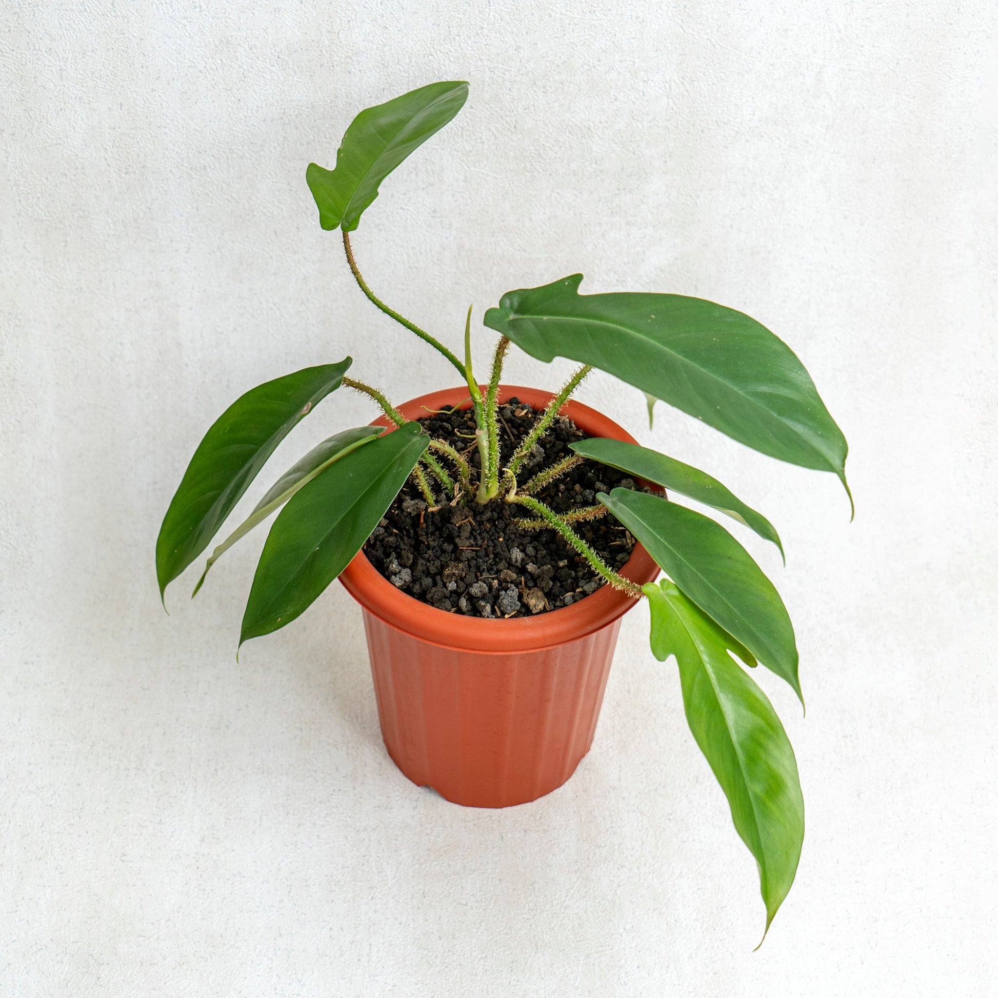 Philodendron Squamiferum - Indonesian Rare Plants