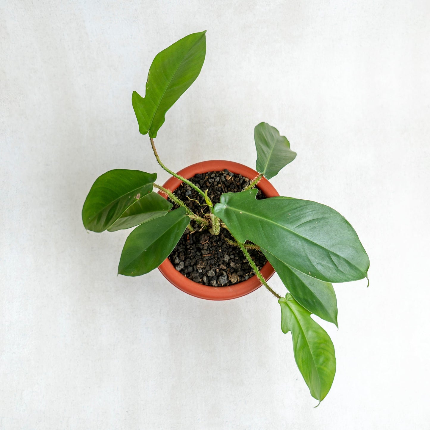 Philodendron Squamiferum