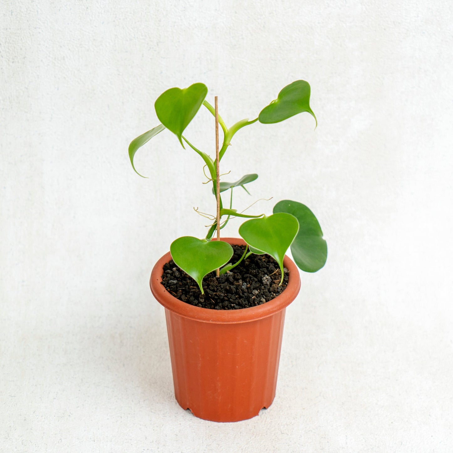 Philodendron Grazielae - Indonesian Rare Plants