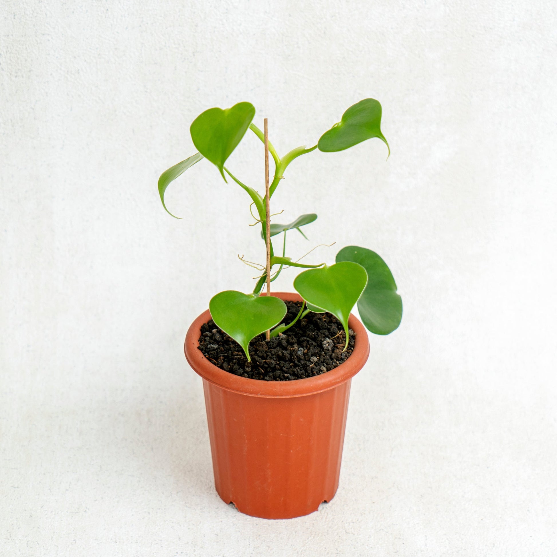 Philodendron Grazielae - Indonesian Rare Plants