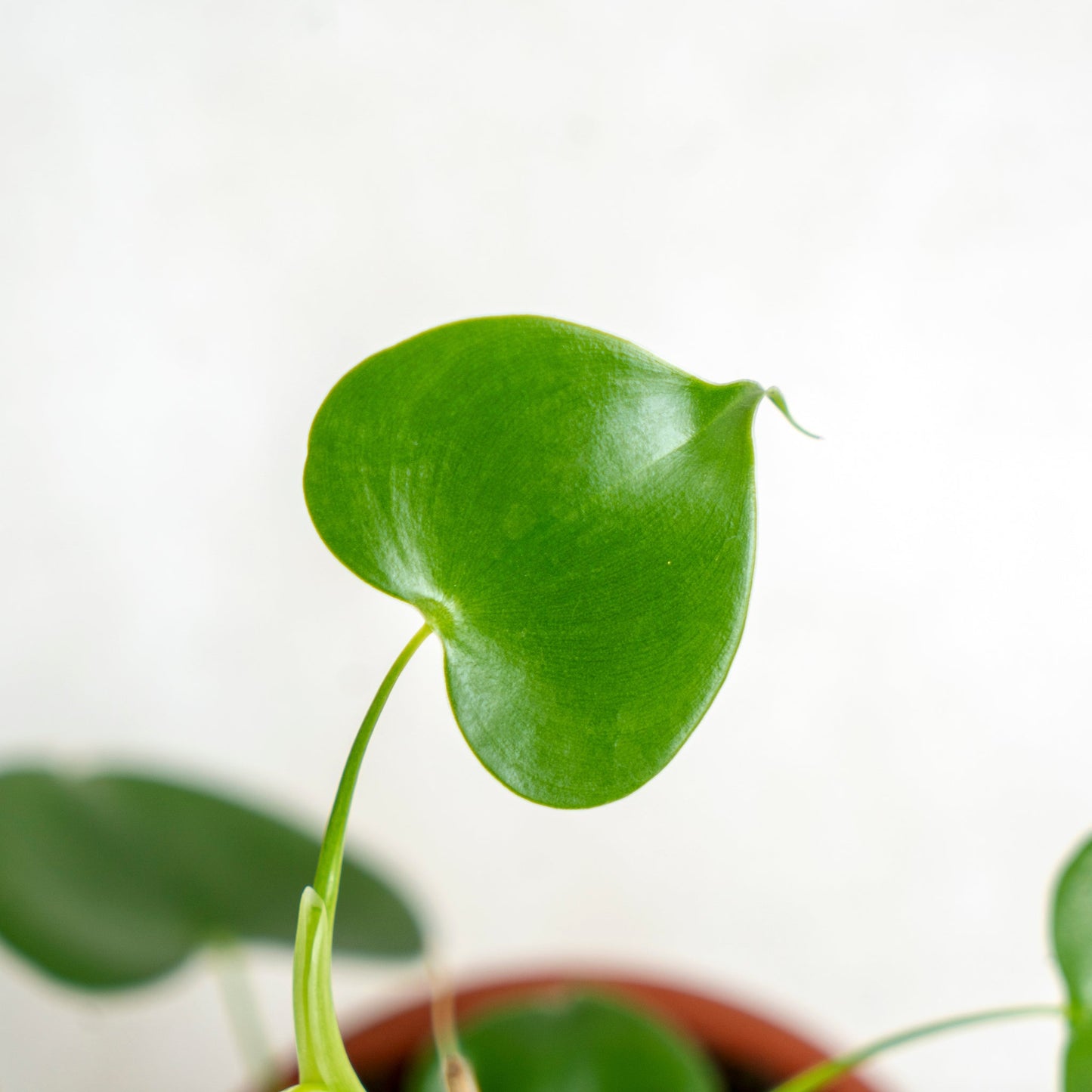 Philodendron Grazielae