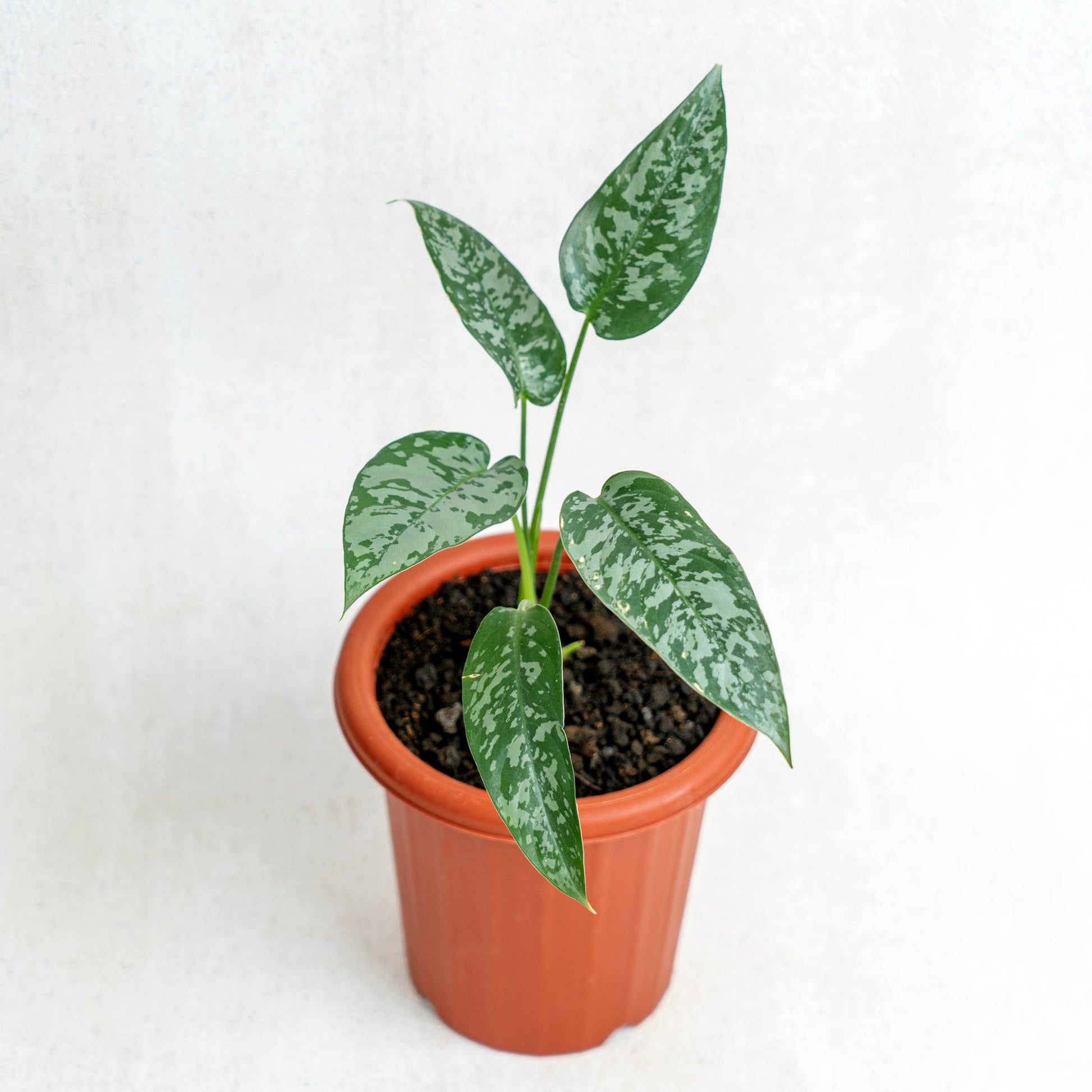 Homalomena Schismatoglottis - Indonesian Rare Plants