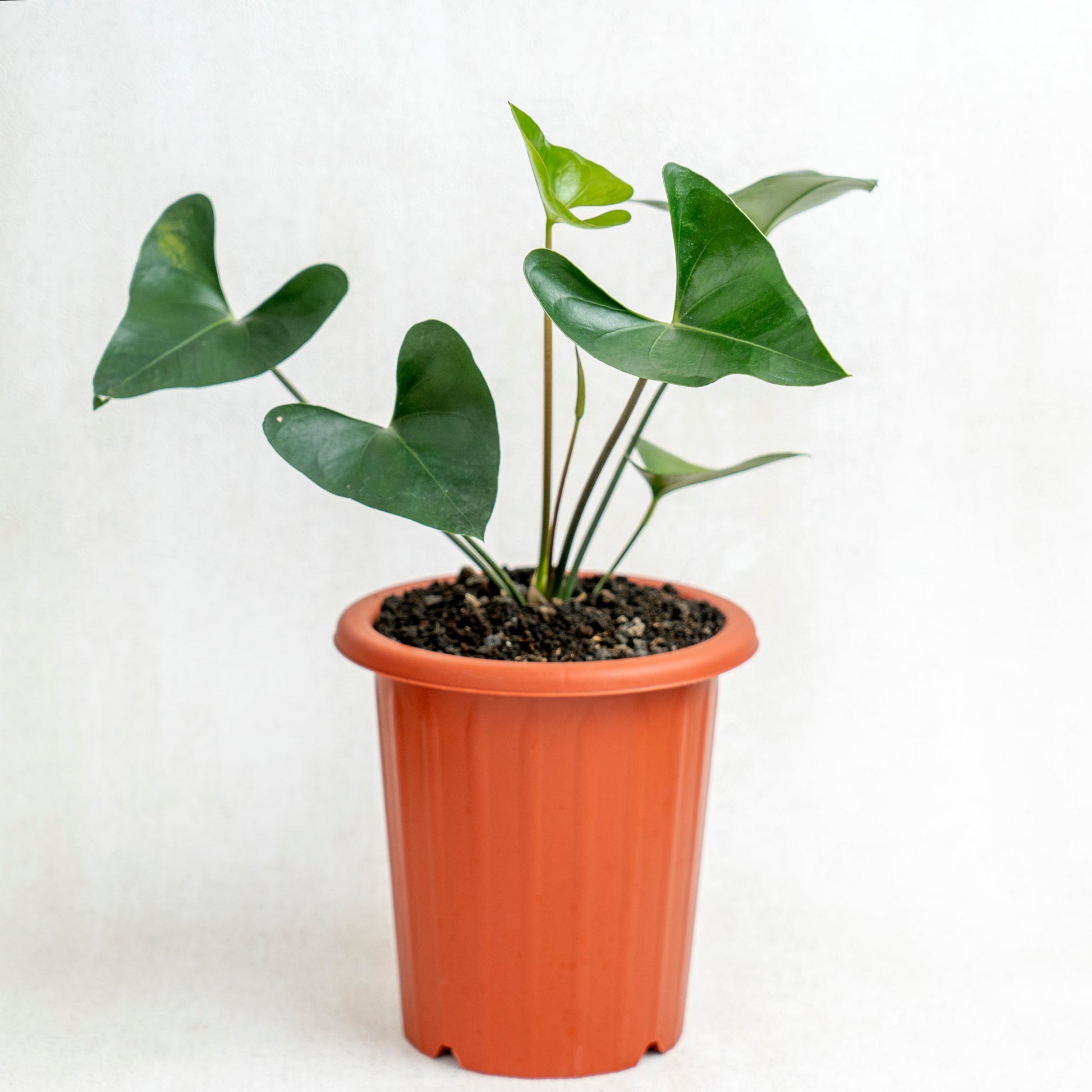 Anthurium Bintang Kejora - Indonesian Rare Plants