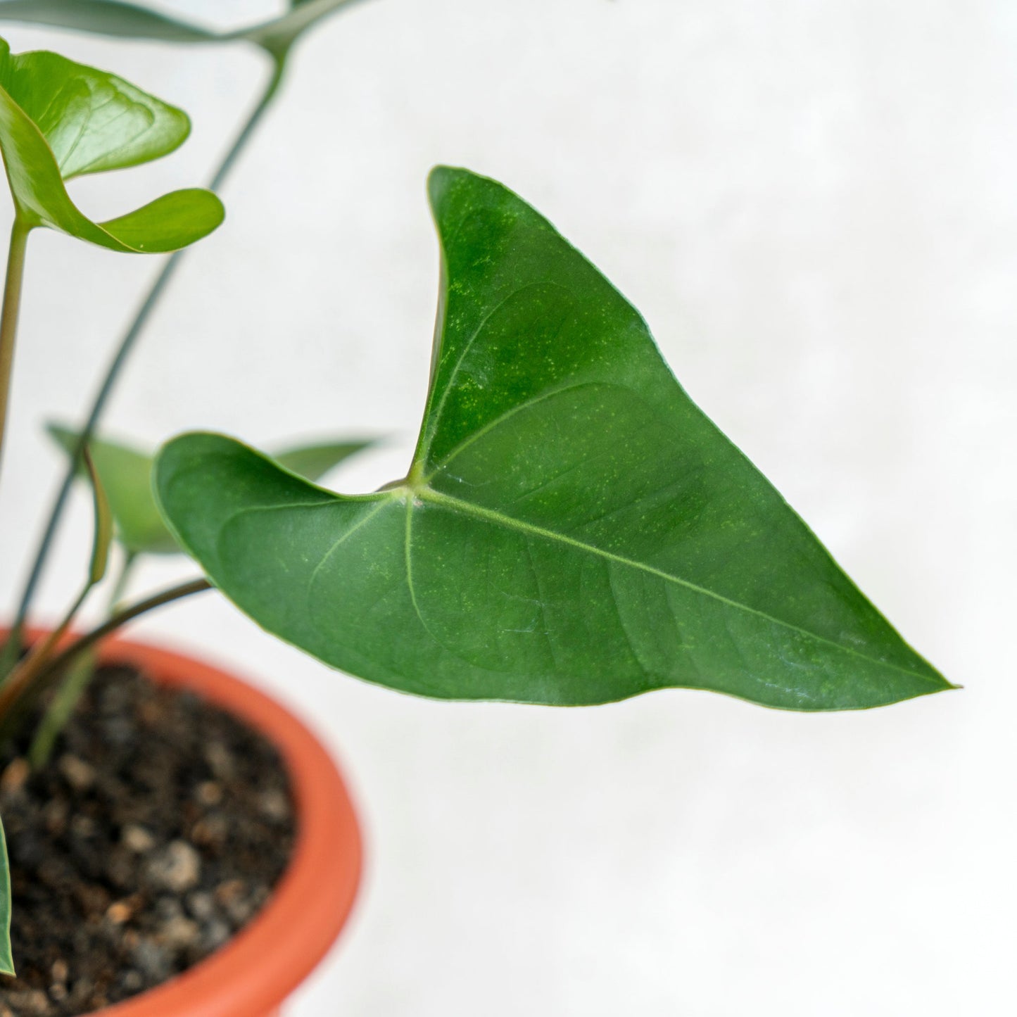 Anthurium Bintang Kejora