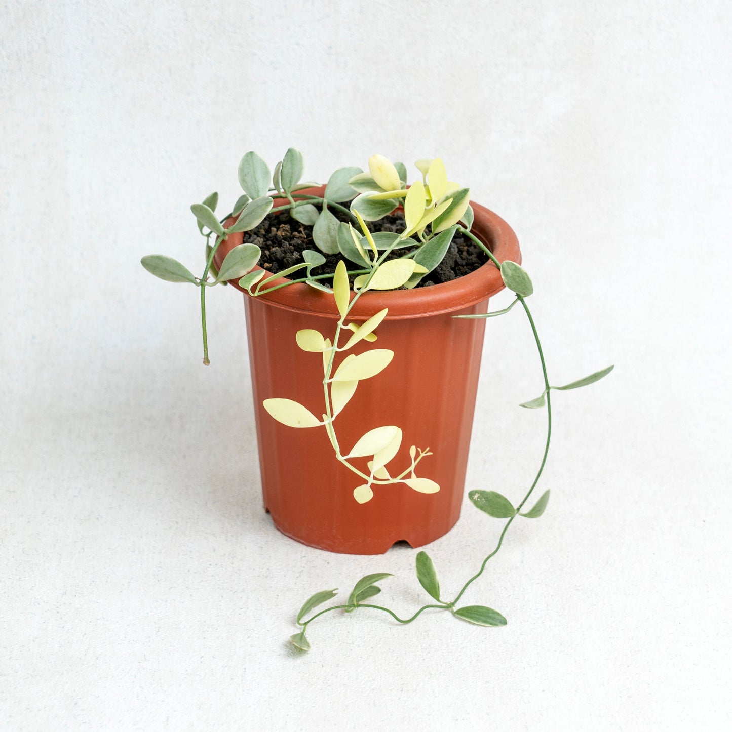 Dischidia Variegated - Indonesian Rare Plants