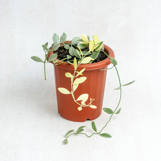 Dischidia Variegated - Indonesian Rare Plants