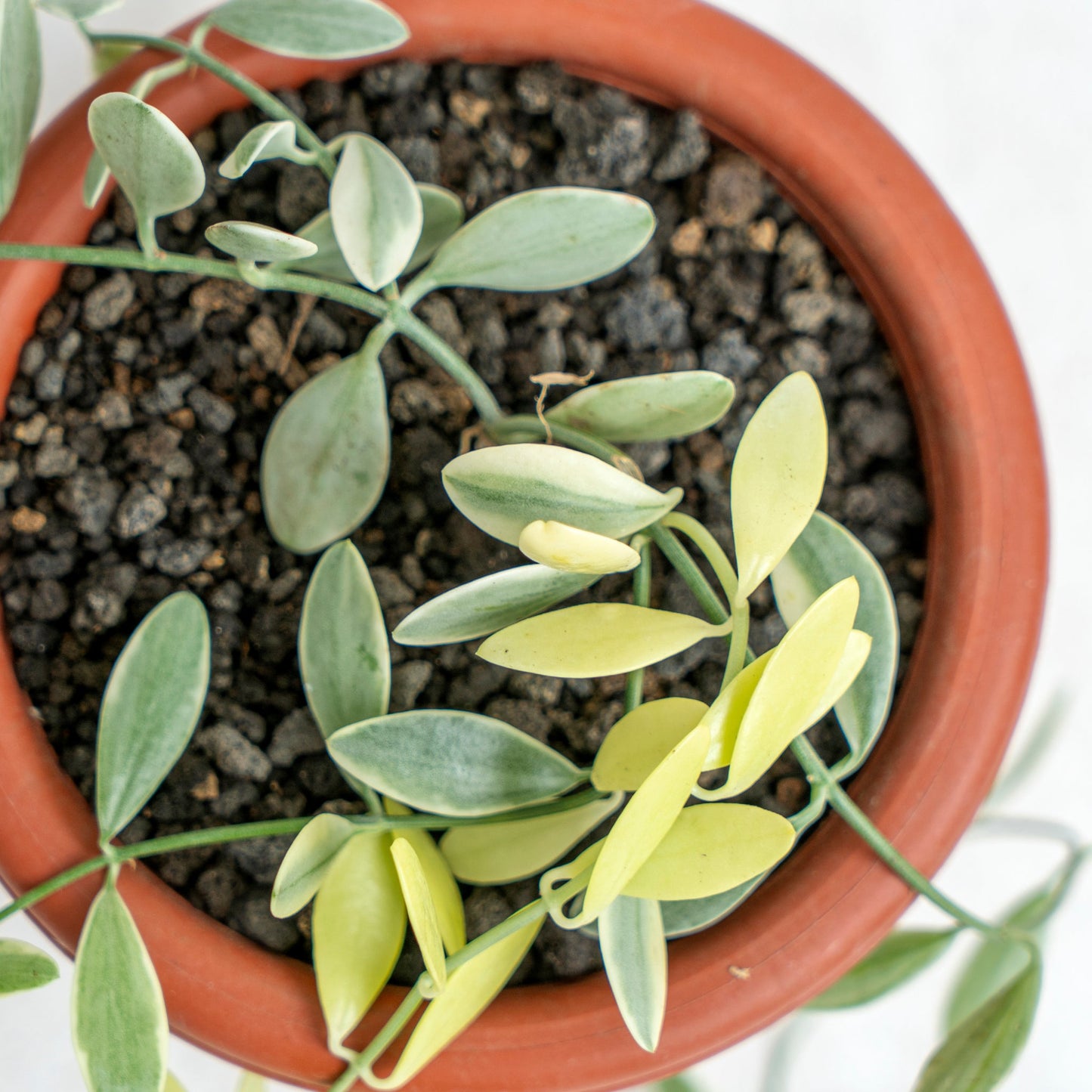 Dischidia Variegated