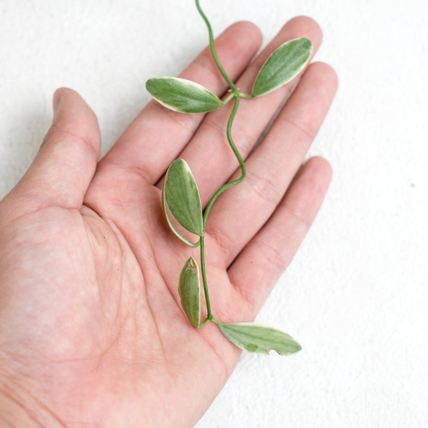 Dischidia Variegated