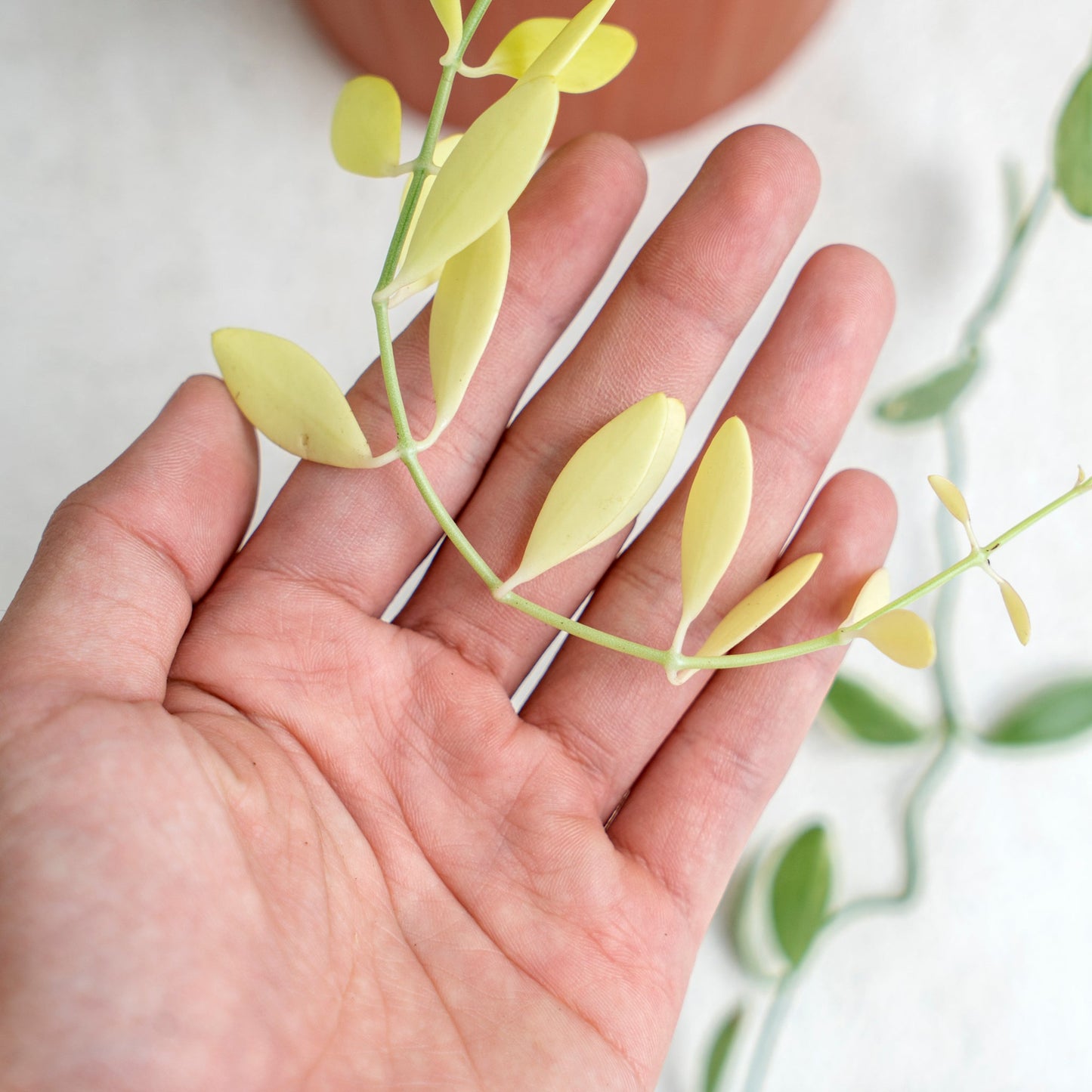Dischidia Variegated