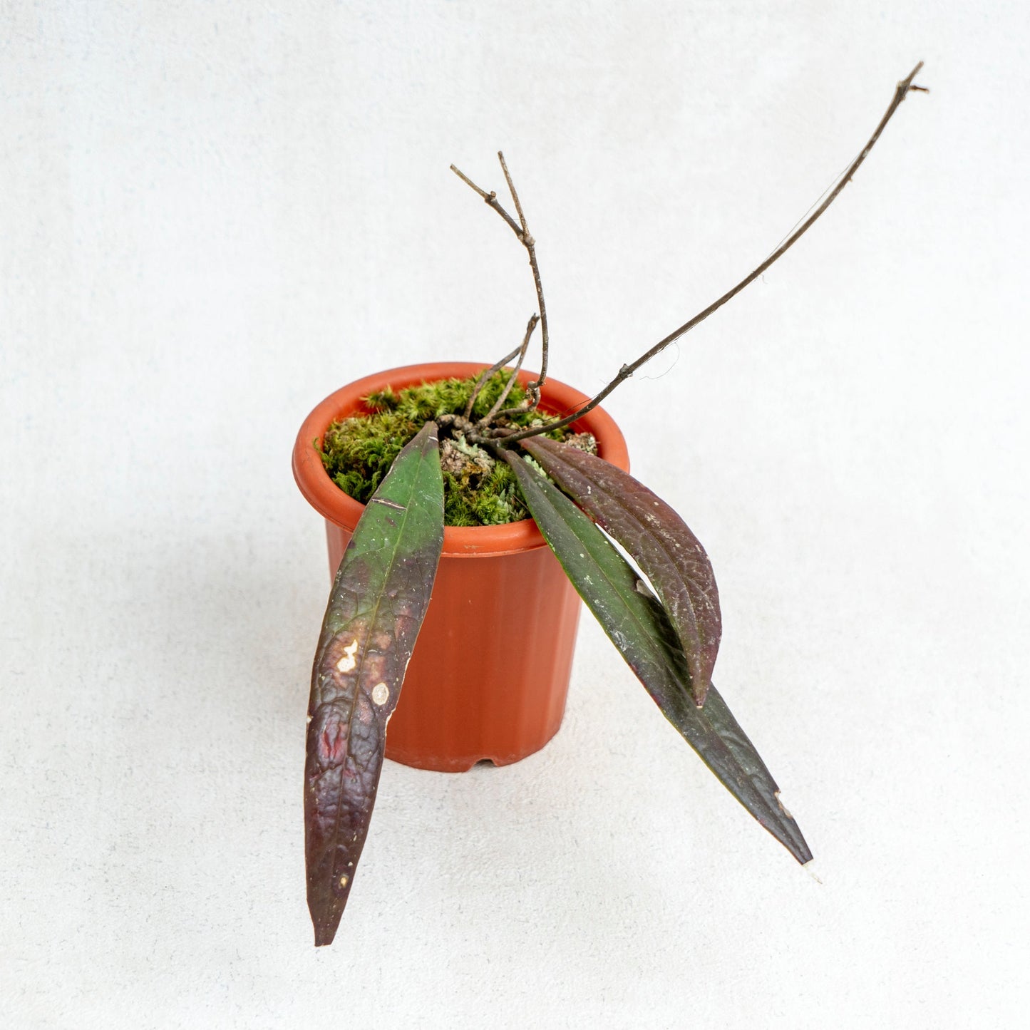 Hoya Sulawesiana Red - Indonesian Rare Plants