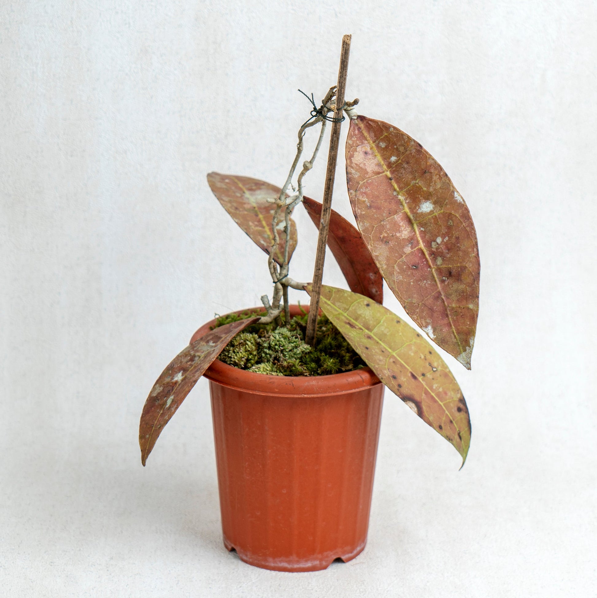 Hoya AFF Lambii Red - Indonesian Rare Plants