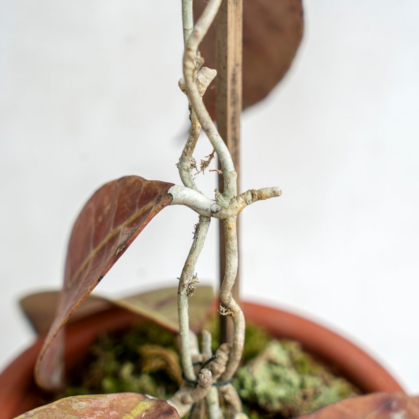 Hoya AFF Lambii Red