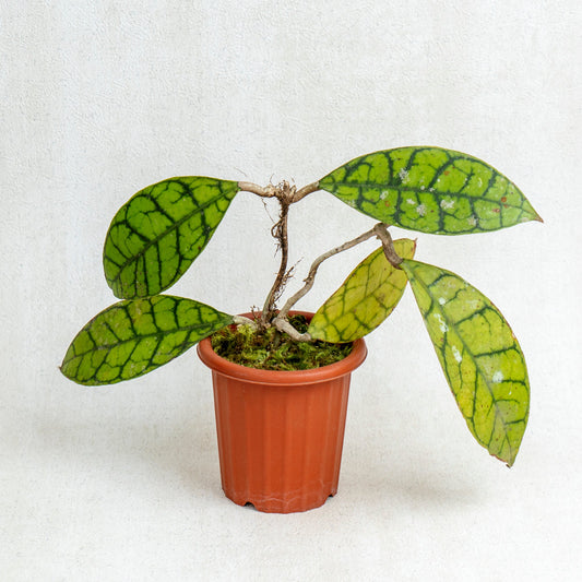 Hoya Callistophylla - Indonesian Rare Plants