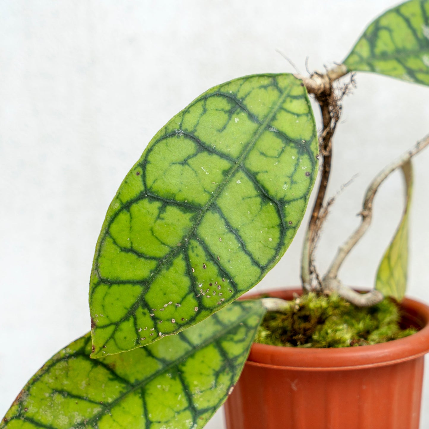 Hoya Callistophylla