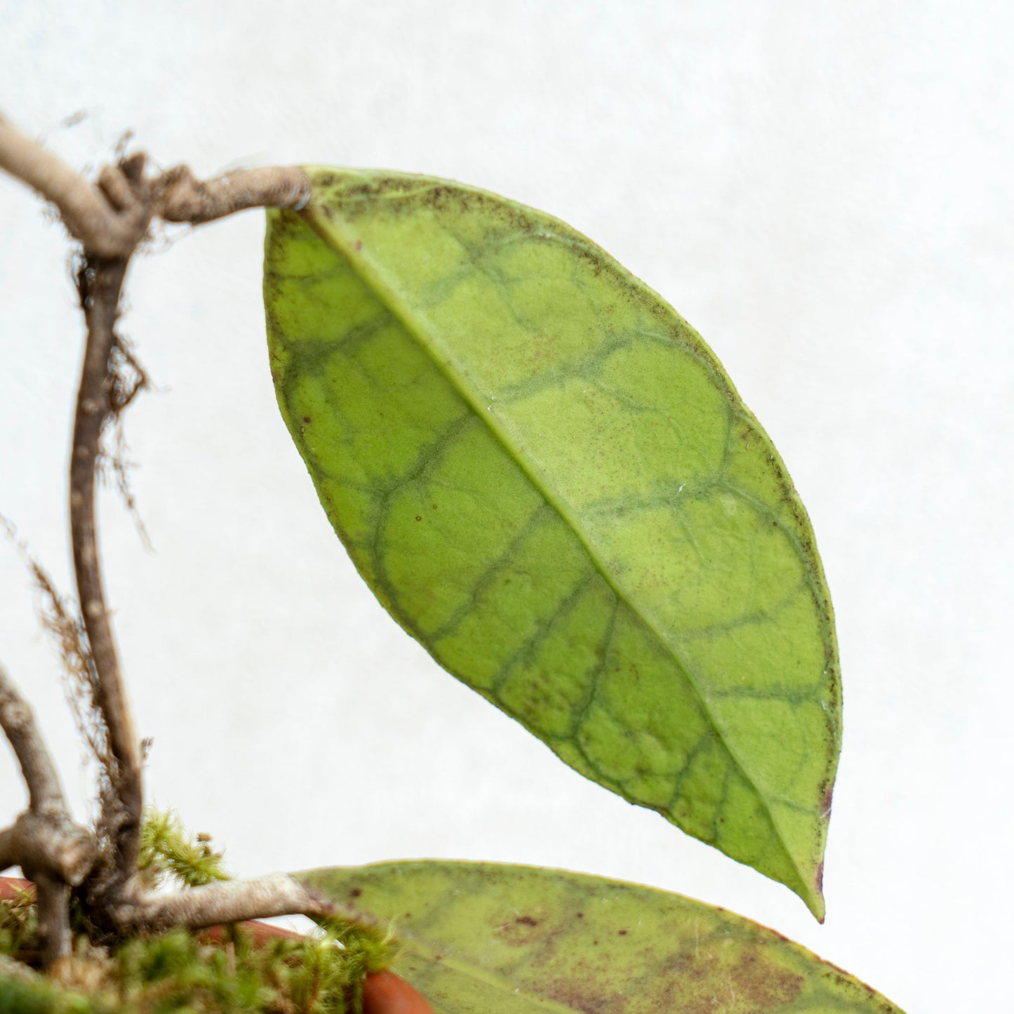 Hoya Callistophylla