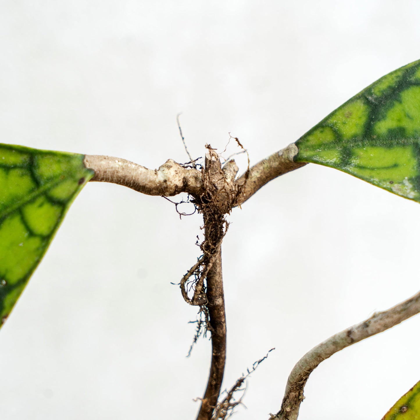 Hoya Callistophylla