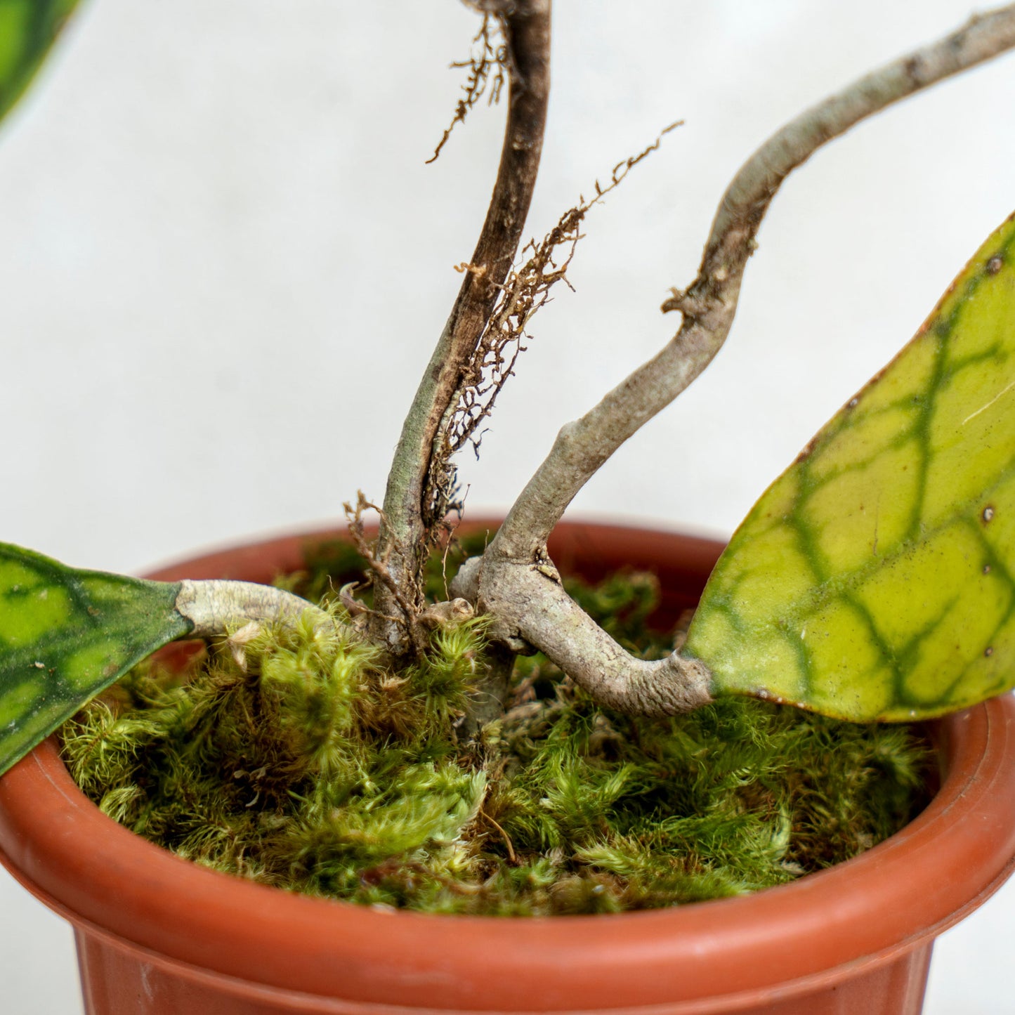 Hoya Callistophylla