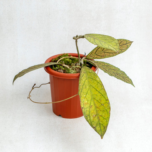 Hoya SP Tanggamus - Indonesian Rare Plants