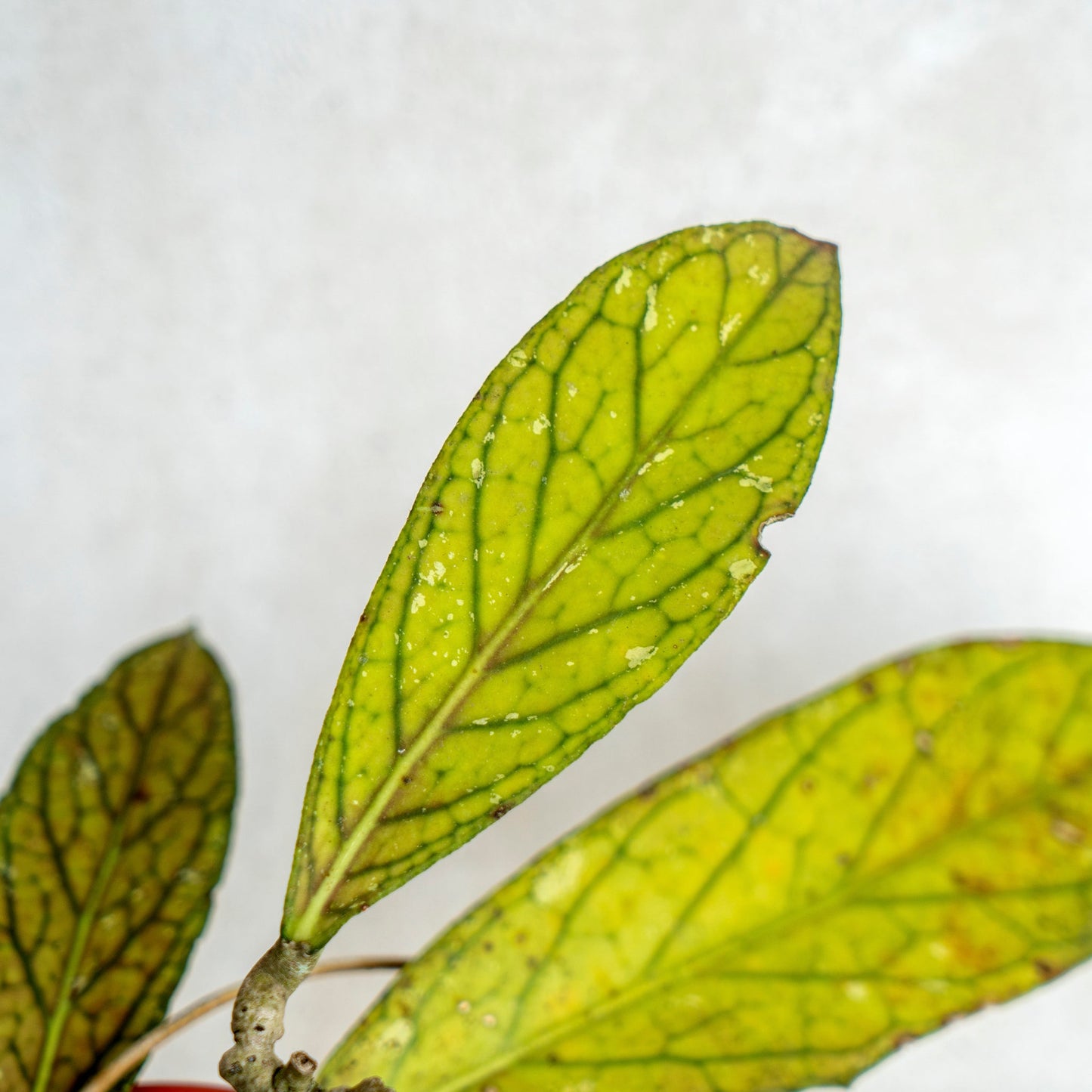 Hoya SP Tanggamus