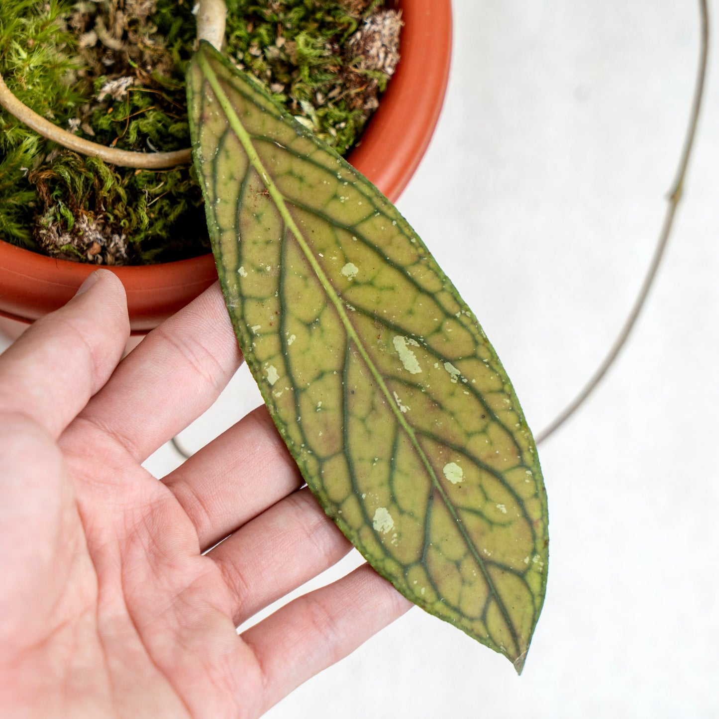 Hoya SP Tanggamus