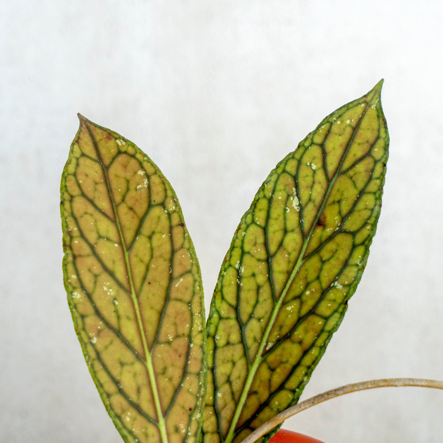 Hoya SP Tanggamus