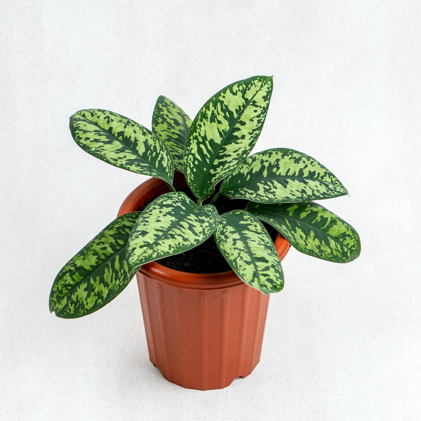 Homalomena Army - Indonesian Rare Plants