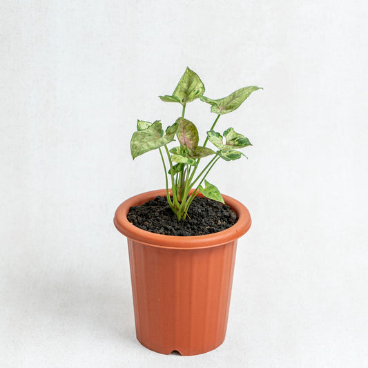 Syngonium Allusion Mini - Indonesian Rare Plants