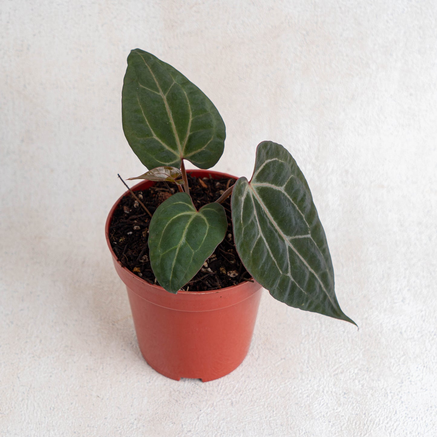 Anthurium Black Velvet Indonesia Type X (Zara x Michelle) - Indonesian Rare Plants