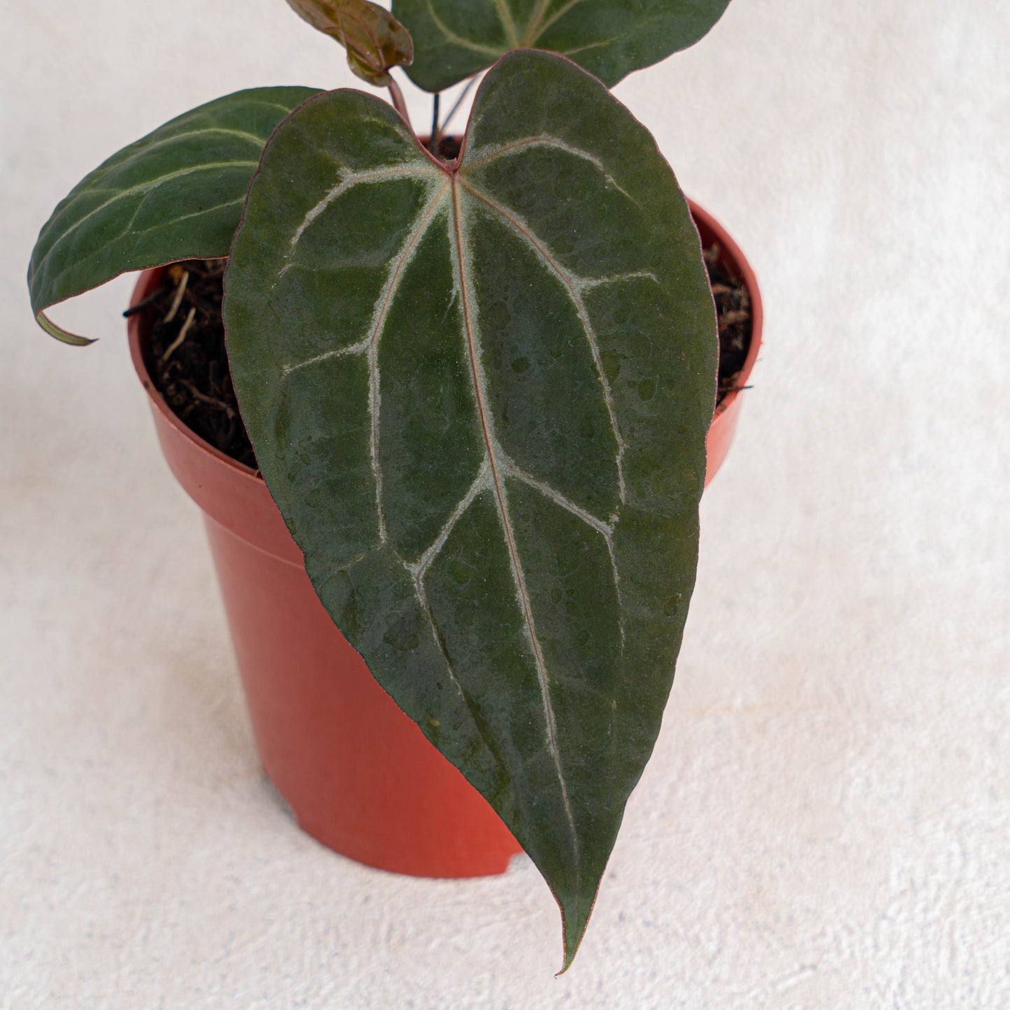 Anthurium Black Velvet Indonesia Type X (Zara x Michelle)