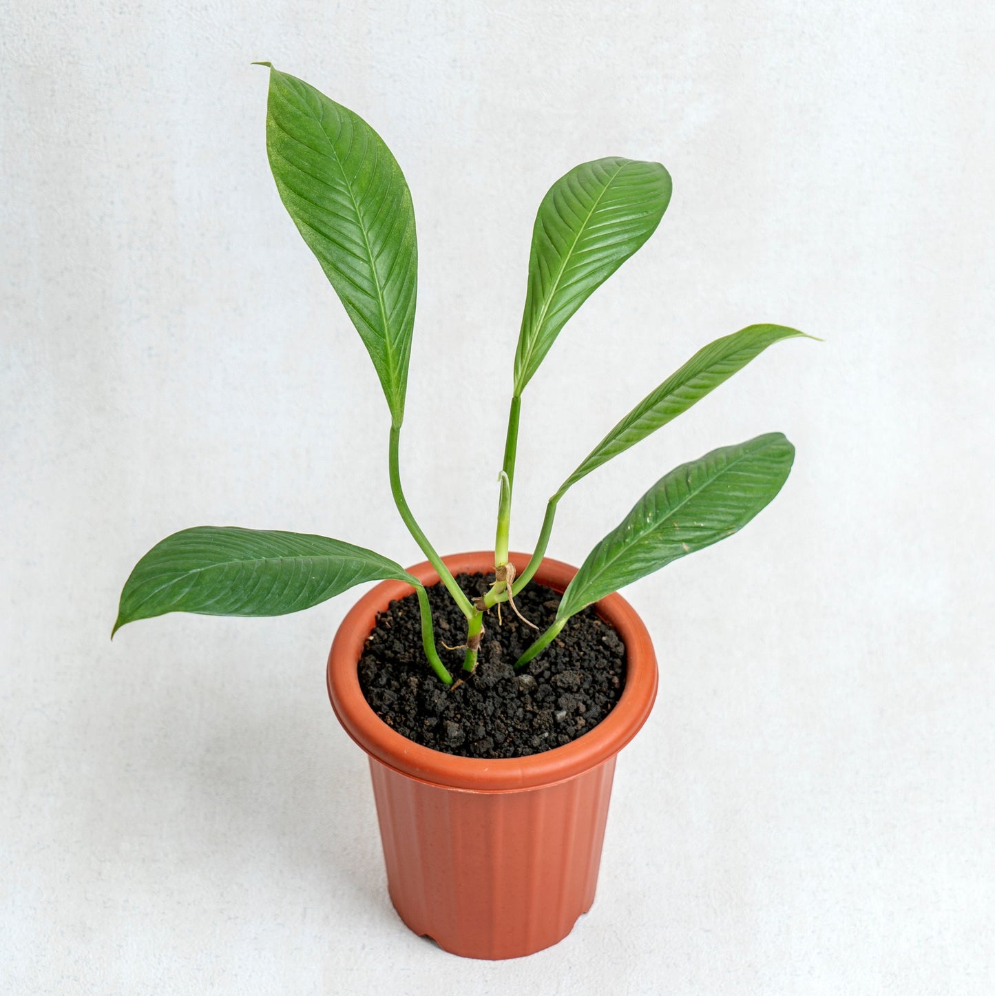 Philodendron Lynette - Indonesian Rare Plants